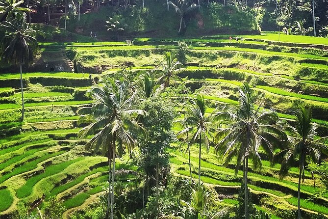 Private ubud tour : Temple Bathing + Mount Batur + Rice Terrace. - Transport, Timing, and What the $65 Covers