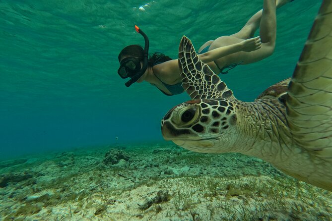 Public Snorkeling 3 Islands - Meeting at Ozze Cottage at 10:30