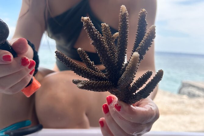 Reef Rehabilitation Course and Snorkeling - Key details before you book