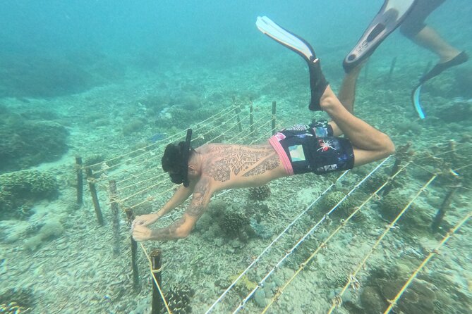 Reef Rehabilitation Course and Snorkeling - The coral presentation gives the day its purpose
