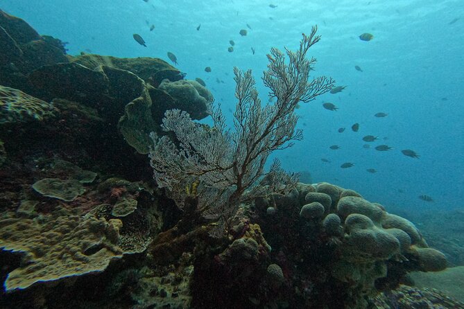 Reef Rehabilitation Course and Snorkeling - Knot-tying makes the restoration work practical