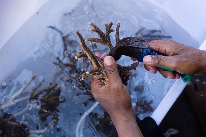 Reef Rehabilitation Course and Snorkeling - Planting 70 corals gives you a clear result