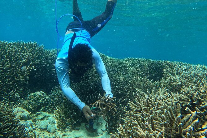 Reef Rehabilitation Course and Snorkeling - Coral Cafe adds a useful break