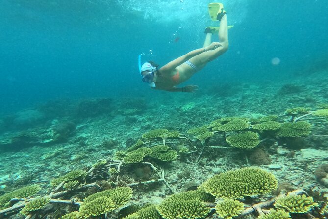 Reef Rehabilitation Course and Snorkeling - Saturday adds a community connection