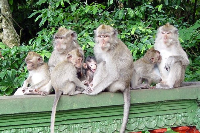Royal Family Temple, Monkey Forest, and Tanah Lot Sunset Tour - What the private format really gives you