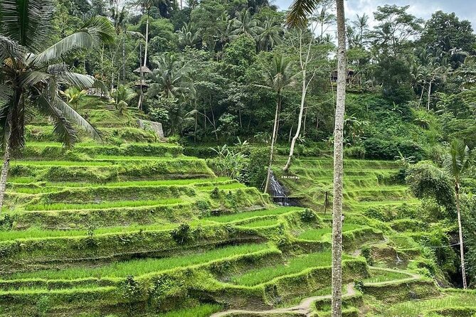 Sacred Spring Experience - Ubud Tour - Two hours among Ubud’s macaques