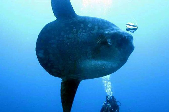 Scuba Diving in Nusa Penida - Manta Point - The guide team and safety setup