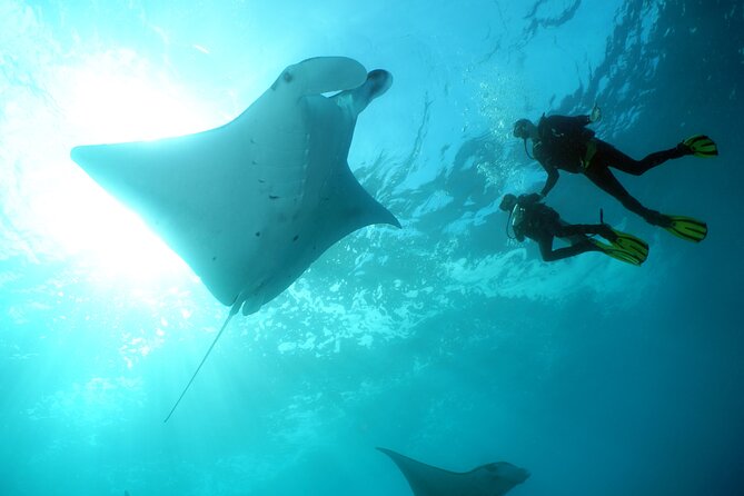 Scuba Diving Nusa Penida Manta Point 3 dives for certified divers - From Kuta to Nusa Penida by speedboat
