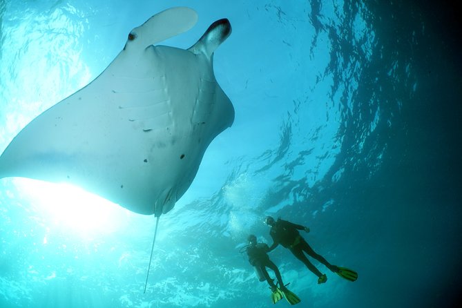 Scuba Diving Nusa Penida Manta Point 3 dives for certified divers - Crystal Bay and the search for mola-mola