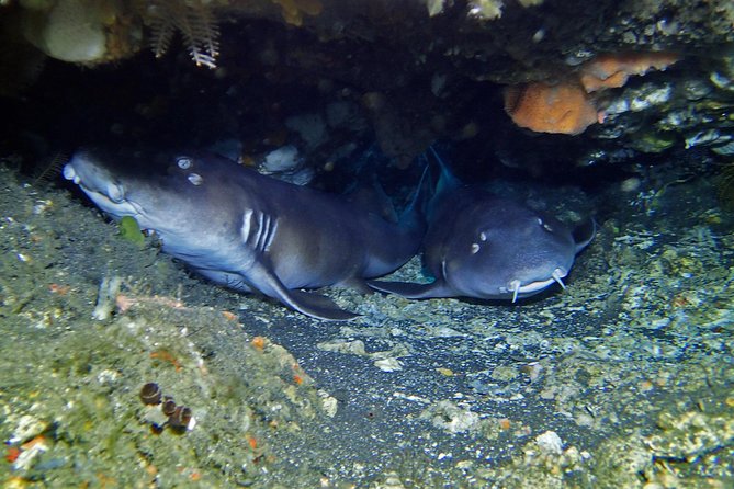 Scuba Diving Nusa Penida Manta Point 3 dives for certified divers - Nusa Lembongan and current-led underwater sessions