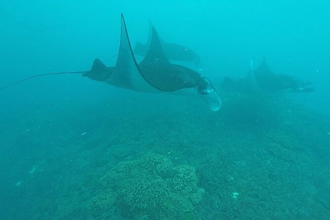 Scuba Diving Nusa Penida Manta Point 3 dives for certified divers - Two sessions or three, and why the wording matters