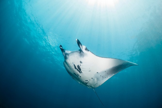 Scuba Diving Nusa Penida Manta Point 3 dives for certified divers - Safety, certification, and equipment questions