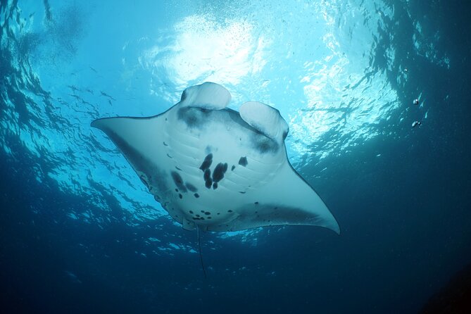 Scuba Diving Nusa Penida Manta Point 3 dives for certified divers - What the $233 price really buys
