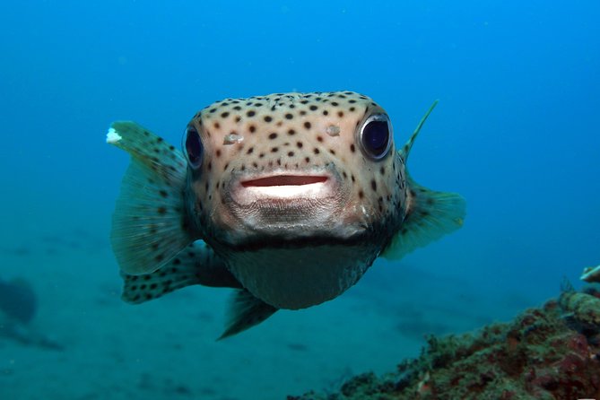 Scuba Diving Padangbai Shark Point 2 dives for certified divers - Why Padangbai makes a good scuba base