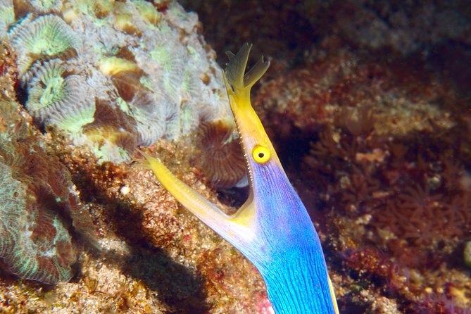 Scuba Diving Padangbai Shark Point 2 dives for certified divers - Blue Lagoon: small creatures and clear water