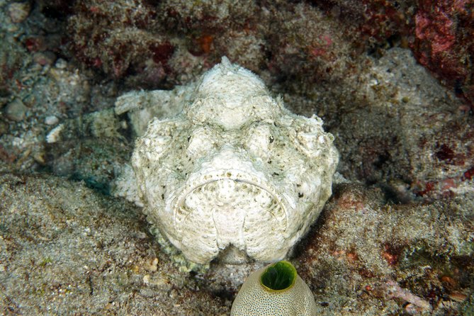 Scuba Diving Padangbai Shark Point 2 dives for certified divers - More Padangbai sites nearby