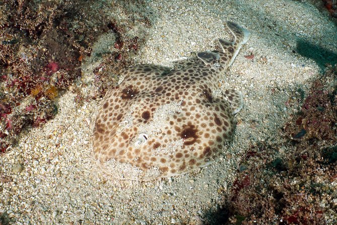 Scuba Diving Padangbai Shark Point 2 dives for certified divers - Safety, supervision, and certification rules