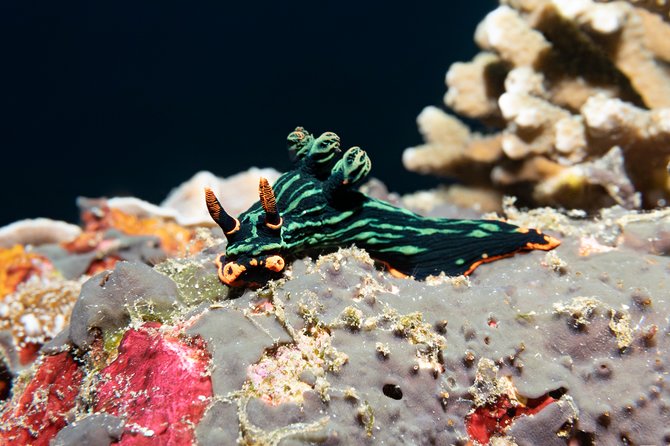 Scuba Diving Padangbai Shark Point 2 dives for certified divers - What the included services are worth