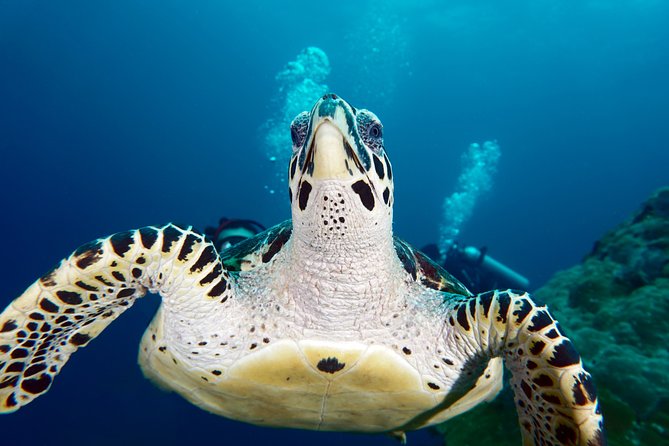 Scuba Diving Padangbai Shark Point 2 dives for certified divers - Shark Point: the morning’s big-animal attraction