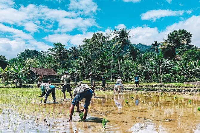 Sidemen Trekking: A Walk from a Different Perspective - Ending at Warung Ume Anyar