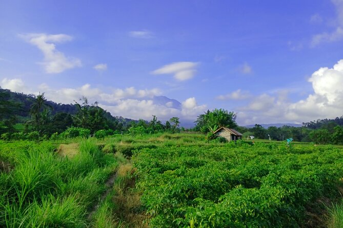 Sidemen Trekking with Cultural Encounters and Nature Views - Cepug Rice View and the quiet middle stretch