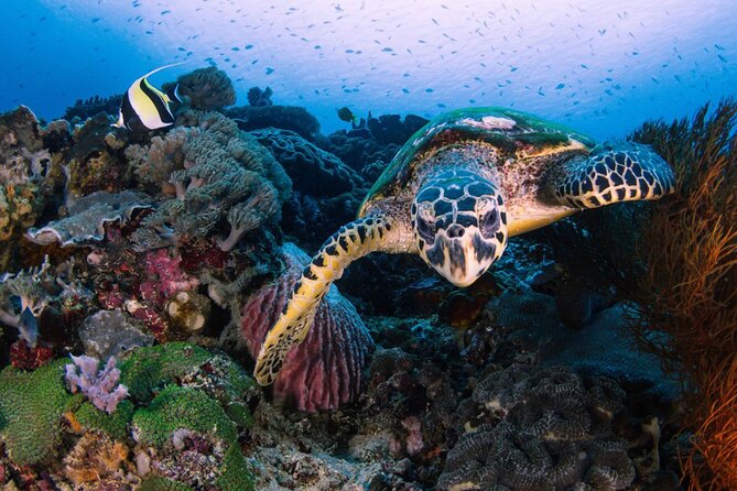 Snorkeling 4 Spot With Manta Bay Or Optional Land Trip - Manta Bay: The Main Reason to Book