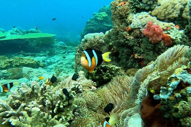 Snorkeling 4 Spot With Manta Bay Or Optional Land Trip - Is This Suitable for a First-Time Snorkeler?