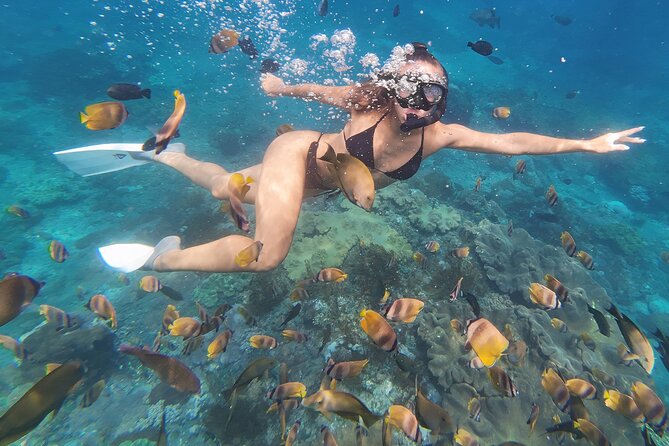 Snorkeling 4 Spot With Manta Bay Or Optional Land Trip - Gamat Bay and the Coral Gardens