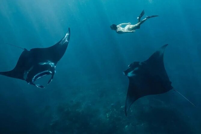 Snorkeling 4 Spots, Manta Rays, Tembeling Pool & Kelingking Beach - Key Points Before You Book