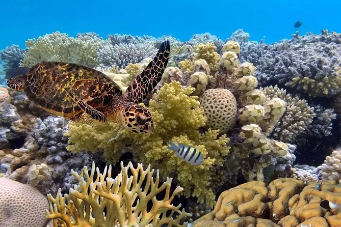 Snorkeling 4 Spots, Manta Rays, Tembeling Pool & Kelingking Beach - The 6:00 a.m. Pickup and Sanur Crossing