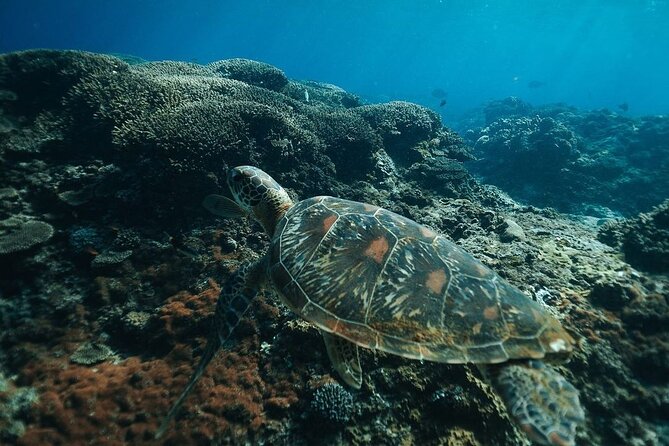 Snorkeling 4 Spots, Manta Rays, Tembeling Pool & Kelingking Beach - Kelingking Beach and the Famous T-Rex View