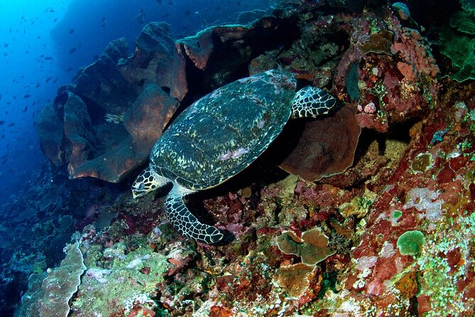 Snorkeling Adventure with East Nusa Penida Tour All Inclusive - Toya Pakeh Pier and the switch to island transport