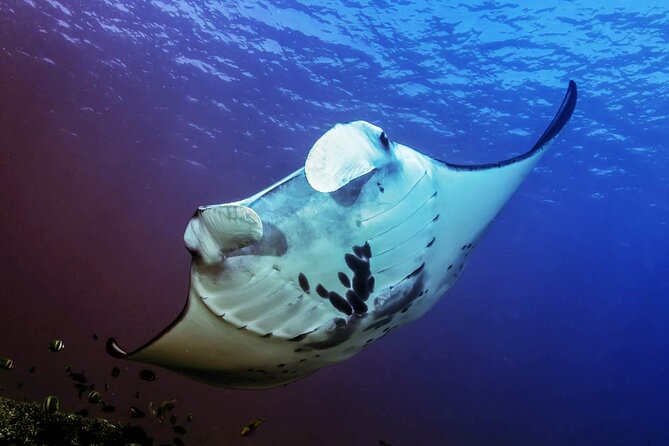 Snorkeling Adventure with East Nusa Penida Tour All Inclusive - Leaving Sanur before the island wakes up