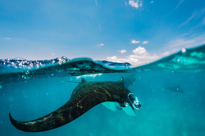 Snorkeling and Freediving Trip around Nusa Penida - Key points before you book