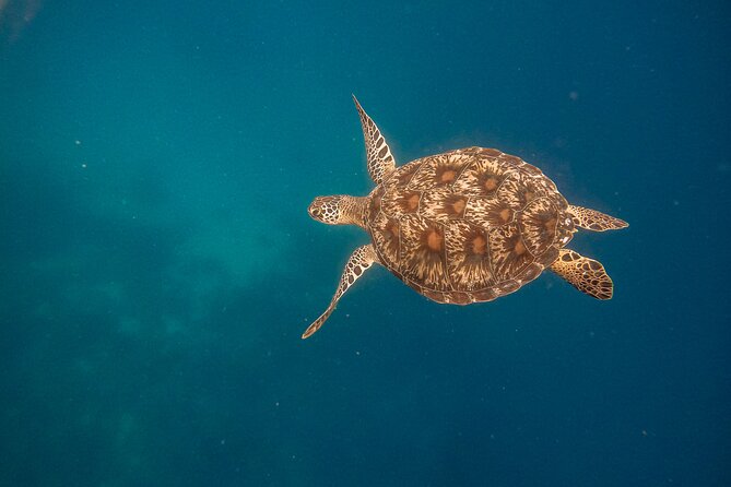 Snorkeling and Freediving Trip around Nusa Penida - Toyapakeh Wall and its coral gardens