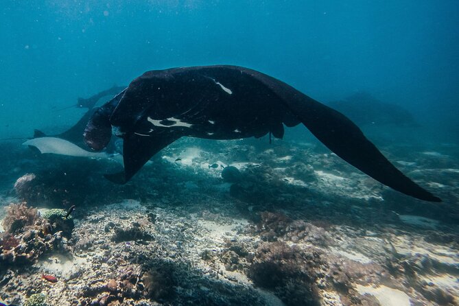 Snorkeling and Freediving Trip around Nusa Penida - The safety briefing and the open-water reality