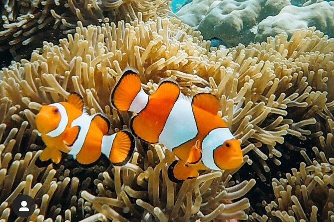 Snorkeling At Blue lagoon And Hidden waterfall - Satria Coffee Plantation and Bali’s craft stops