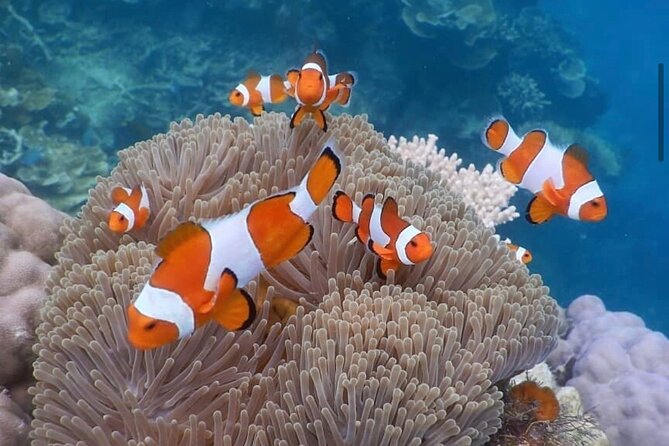 Snorkeling At Blue lagoon And Hidden waterfall - The drivers are a major part of the value