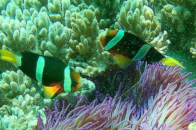 Snorkeling at Blue Lagoon Bali with Lunch and Transport - Practical details to handle before you go