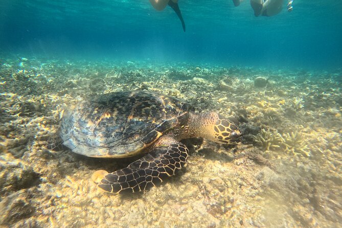 Snorkeling at Menjangan Island Bali Hidden Underwater Gem - Why Menjangan Island is worth the boat ride