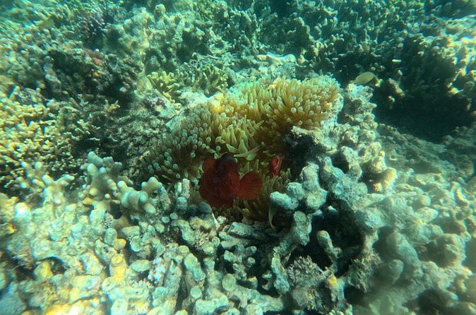 Snorkeling at Menjangan Island Bali Hidden Underwater Gem - Stop two: Menjangan’s reef walls