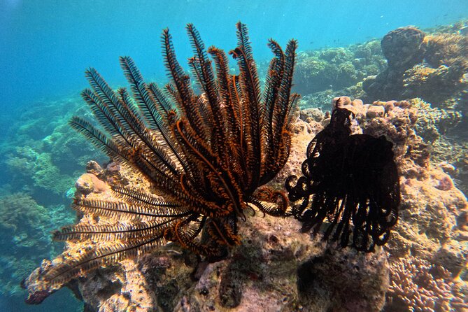 Snorkeling at Menjangan Island Bali Hidden Underwater Gem - What the $48 price really covers