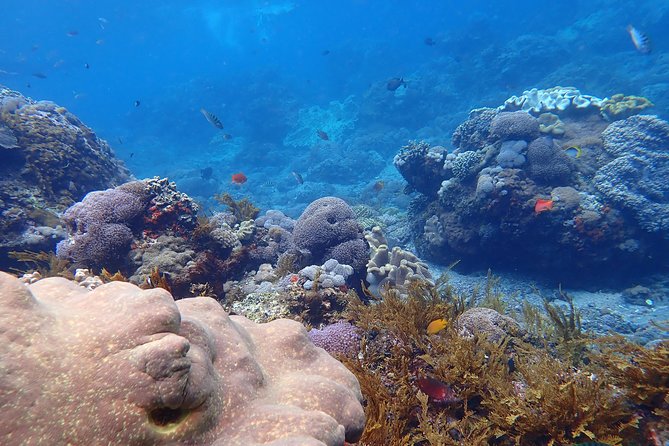 Snorkeling Day Trip To Lembongan and Penida - What the guides do well, and where caution matters