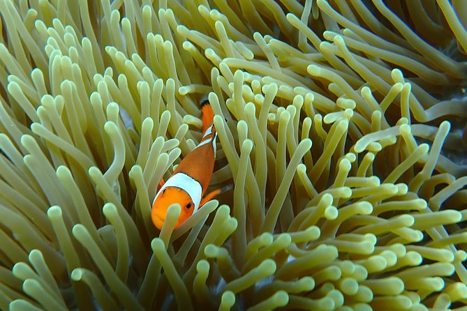 Snorkeling Day Trip To Lembongan and Penida - Crowds, timing, and the real feel of the day