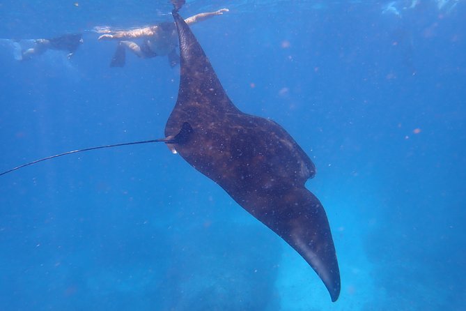 Snorkeling Day Trip To Lembongan and Penida - Starting at Serangan Port from Bali