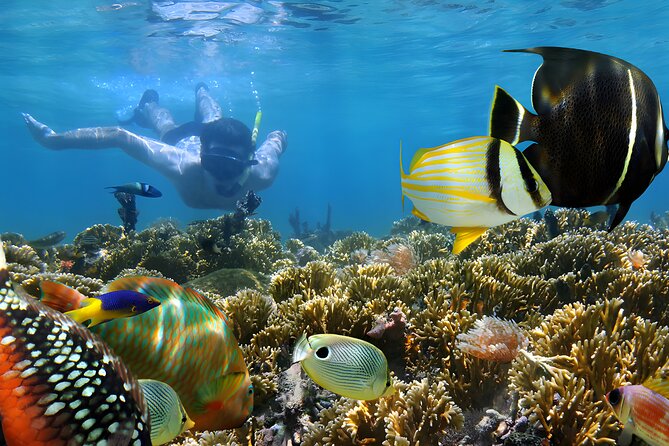 Snorkeling in Blue Lagoon Padang Bai Bali : Snorkel in the clear blue waters - Key Points Before You Book