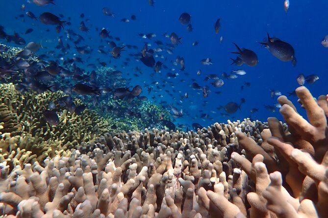 Snorkeling in Menjangan Island with Pickup and Lunch - Beach lunch, a short walk, and wild deer