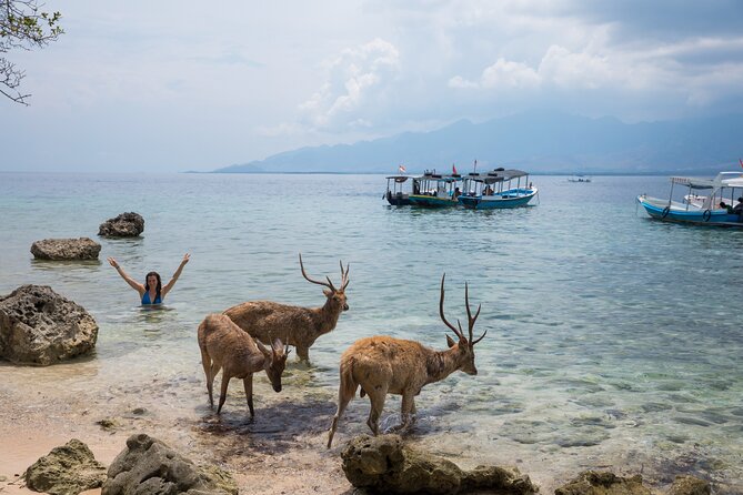 Snorkeling in Menjangan Island with Pickup and Lunch - How the $39.73 price measures up