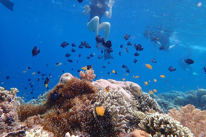Snorkeling in Menjangan Island with Pickup and Lunch - Pickup, timing, and group size