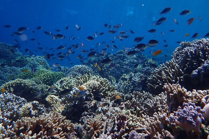Snorkeling in Menjangan Island with Pickup and Lunch - What makes this trip a good fit